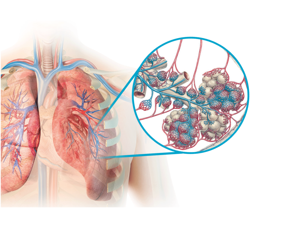 TYVASO® (treprostinil) Mechanism of Action