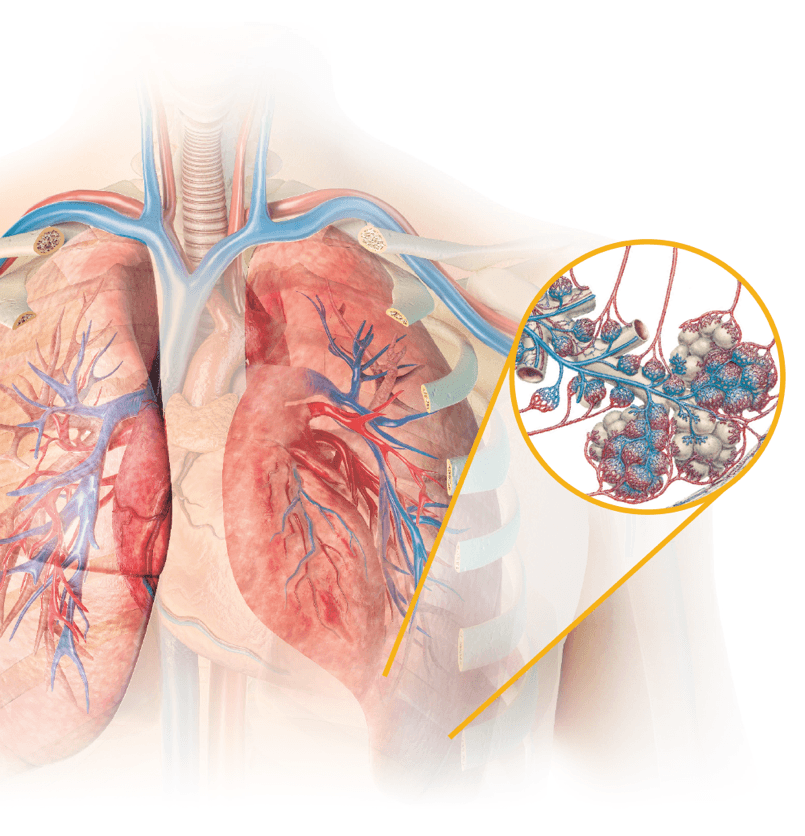 TYVASO is inhaled directly to distal airspaces that are in close proximity to pulmonary arterioles.